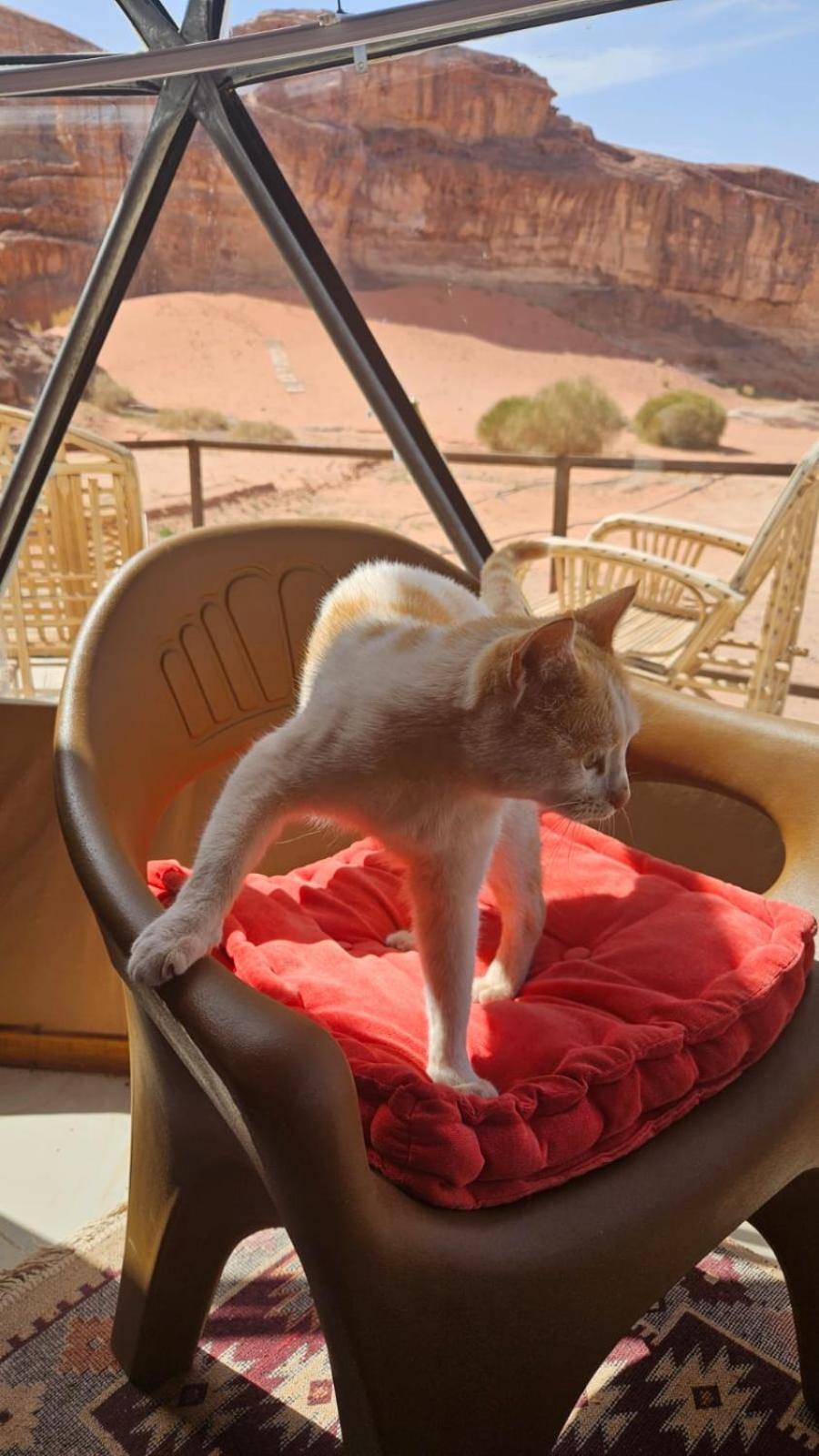 Bubble Rumcamp Wadi Rum Extérieur photo